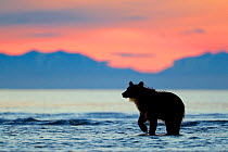 Grizzly Bear (Ursus arctos horribilis) waiting for salmon at sunrise, Lake Clark National Park, Alaska, USA, August