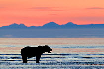 Grizzly Bear (Ursus arctos horribilis) at beach waiting for salmon at sunrise, Lake Clark National Park, Alaska, USA, August