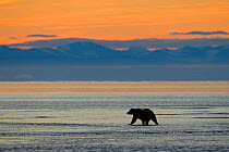 Grizzly Bear (Ursus arctos horribilis) looking for salmon at sunrise, Lake Clark National Park, Alaska, USA, August