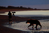 Grizzly Bear (Ursus arctos horribilis) returning to beach at sunset after fishing for salmon during spawning season, wildlife photographer in background, Lake Clark National Park, Alaska, USA, August