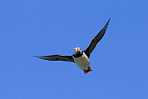 Horned Puffin (Fratercula corniculata) adult flying with fish in its beak, Lake Clark National Park, Alaska, USA, August