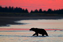 Grizzly Bear (Ursus arctos horribilis) returning to beach at sunset after fishing for salmon during spawning season, Lake Clark National Park, Alaska, USA, August