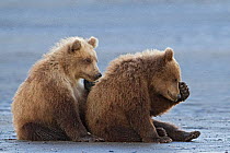 Grizzly Bear (Ursus arctos horribilis) two cubs, Lake Clark National Park, Alaska, USA, August