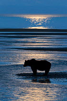 Grizzly Bear (Ursus arctos horribilis) waiting for salmon under moonlit sky, Lake Clark National Park, Alaska, USA, August