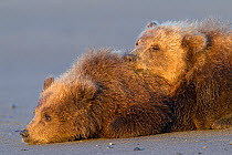 Grizzly Bear (Ursus arctos horribilis) two cubs resting, Lake Clark National Park, Alaska, USA, August