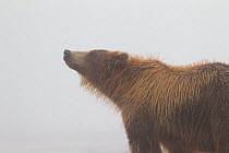 Grizzly Bear (Ursus arctos horribilis) sniffing in fog, Lake Clark National Park, Alaska, USA, August