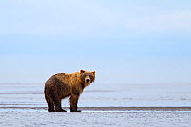 Grizzly Bear (Ursus arctos horribilis) on beach, Lake Clark National Park, Alaska, USA, August