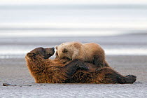 Grizzly Bear (Ursus arctos horribilis) mother nursing two cubs on beach, Lake Clark National Park, Alaska, USA, August