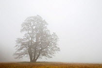 Tree in morning fog, Moenchbruch, Hessen, Germany, November