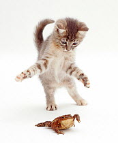Blue tabby kitten playing with a common European toad (Bufo bufo).