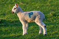 Domestic sheep (Ovis aries) spring lamb, standing on grass saltmarsh, England, UK.