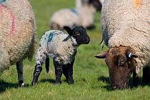 Domestic sheep (Ovis aries) spring lamb, standing on grass saltmarsh next to adults grazing, England, UK.
