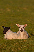 Domestic sheep (Ovis aries) two spring lambs, sitting portrait on grass saltmarsh, England, UK.