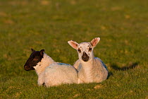 Domestic sheep (Ovis aries) two spring lamb, sitting portrait on grass saltmarsh, England, UK.