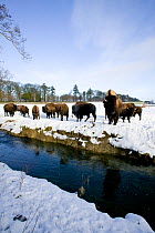Farmed Bison (Bison Bison) group standing next to a river in the snow, reared for their meat and tourist viewing, Corwen, N Wales, herd  originating in Eire.