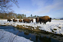 Farmed Bison (Bison Bison) standing next to a river in the snow, reared for their meat and tourist viewing, Corwen, N Wales, herd  originating in Eire.