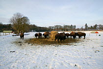 Farmed Bison (Bison Bison) standiing around a feeding trough in the snow, reared for their meat and tourist viewing, Corwen, N Wales, herd  originating in Eire.