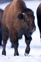 Farmed Bison (Bison Bison) in the snow, reared for their meat and tourist viewing, Corwen, N Wales, herd  originating in Eire.