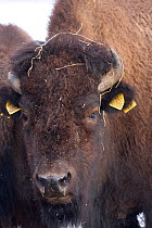 Farmed Bison (Bison Bison) head portrait in the snow, reared for their meat and tourist viewing, Corwen, N Wales, herd  originating in Eire.