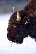 Farmed Bison (Bison Bison) head portrait in the snow, reared for their meat and tourist viewing, Corwen, N Wales, herd  originating in Eire.