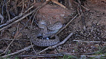 Western diamondback rattlesnake (Crotalus atrox) using rattle as defensive warning, Sonoran Desert, Arizona, USA