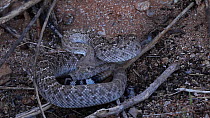 Western diamondback rattlesnake (Crotalus atrox) using rattle as defensive warning, Sonoran Desert, Arizona, USA