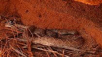 Male Western diamondback rattlesnake (Crotalus atrox) courting female, Sonoran Desert, Arizona, USA. Sequence 1/3.
