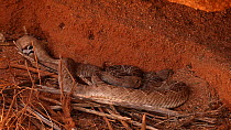 Male Western diamondback rattlesnake (Crotalus atrox) courting female, Sonoran Desert, Arizona, USA. Sequence 2/3.