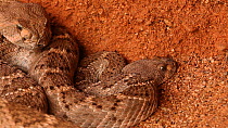 Male Western diamondback rattlesnake (Crotalus atrox) courting female, Sonoran Desert, Arizona, USA. Sequence 3/3.