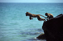 Crab-eating macaques (Macaca fascicularis) leaping off rocks into the sea, Thailand