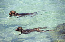 Crab-eating macaques (Macaca fascicularis) swimming in the sea after jumping off rocks, Thailand