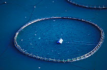 Aerial view of fish cage for fish farming Southern bluefin tuna (Thunnus maccoyii), Port Lincoln, South Australia, Critically Endangered species. Wild caught fish are reared in large fish cages for ma...