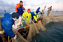 Netting fish at Southern bluefin tuna (Thunnus maccoyii) fish farm, Port Lincoln, South Australia, June 2009, Critically Endangered species. Wild caught fish are reared in large fish cages for maximum...