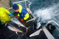 Manual capture and preprocessing of Southern bluefin tuna (Thunnus maccoyii) in fish cage of fish farm, Port Lincoln, South Australia, Critically Endangered species, June 2009. Wild caught fish are re...