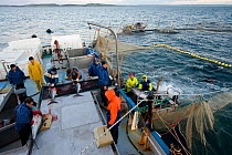 Manual capture and preprocessing of Southern bluefin tuna (Thunnus maccoyii) in fish cage of fish farm, Port Lincoln, South Australia, Critically Endangered species, June 2009, Wild caught fish are re...