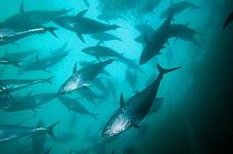 Southern bluefin tuna (Thunnus maccoyii) in fish cage of fish farm, Port Lincoln, South Australia, Critically Endangered species. Wild caught fish are reared in large fish cages for maximum growth bef...