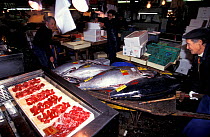 Southern bluefin tuna (Thunnus maccoyii) for sale in Tokyo fish market within 24 hours of culling from fish farm off Port Lincoln, South Australia, Critically Endangered species. Wild caught fish are...