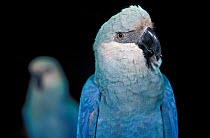 Spix's macaw (Cyanopsitta spixii) portrait, Critically Endangered, captive, from Brazil