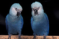 Spix's macaw (Cyanopsitta spixii) two perched, portraits, Critically Endangered, captive, from Brazil