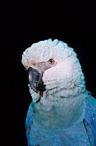 Spix's macaw (Cyanopsitta spixii) head portrait, Critically Endangered, captive, from Brazil