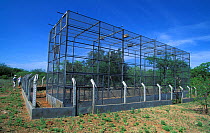 Bird cages at the Ararinha Azul project (Little blue macaw project) Curaca, Bahia, Brazil, for the breeding and ultimate release of captive Spix's macaw (Cyanopsitta spixii) Critically endangered spec...