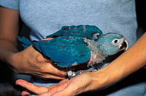 Mauricio dos Santos with a captive bred Spix's macaw (Cyanopsitta spixii), critically endangered species, site of the first attempts to breed Spix's macaw after their extinction in the wild, Recife, P...
