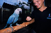 Matthias Reinschmidt, Curator of La Vera Breeding Station at Loro Parque, Tenerife, Canary Islands with a captive bred Spix's macaw (Cyanopsitta spixii)