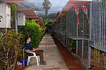Rowan Martin, student, observing Macaw behaviour at La Vera Breeding Station, Loro Parque, Tenerife, Canary Islands, October 2006
