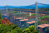 Parrot and Macaw breeding cages at La Vera Breeding Station, Loro Parque, Tenerife, Canary Islands, October 2006