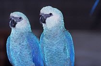 Spix's Macaw (Cyanopsitta spixii) male and female pair, portrait, captive, critically endangered species, from Brazil