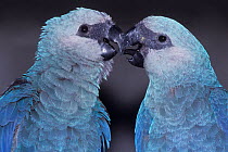 Spix's Macaw (Cyanopsitta spixii) male and female pair touching beaks, captive, critically endangered species, from Brazil