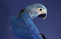 Spix's Macaw (Cyanopsitta spixii) portrait, captive, critically endangered species, from Brazil