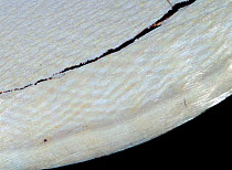 Detail of Elephant Ivory (protected) showing structural lines, note the very flat crossing of the lines like modern house roof. National Fish and Wildlife Forensics Laboratory, Ashland, Oregon, USA