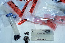 Caviar samples for analysis at the National Fish and Wildlife Forensics Laboratory, Ashland, Oregon, USA